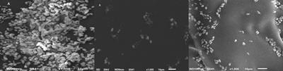 Promising Anti-Biofilm Agents and Phagocytes Enhancers for the Treatment of Candida albicans Biofilm–Associated Infections